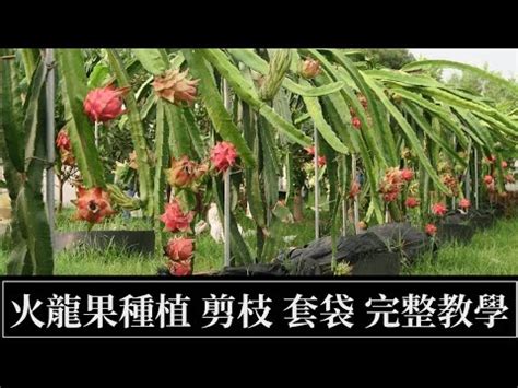 龍珠果種植